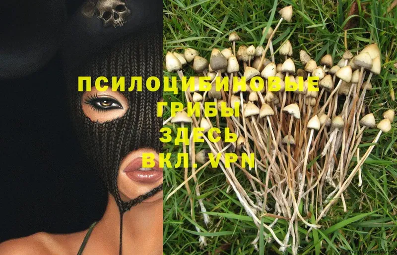 Псилоцибиновые грибы Magic Shrooms  Бодайбо 